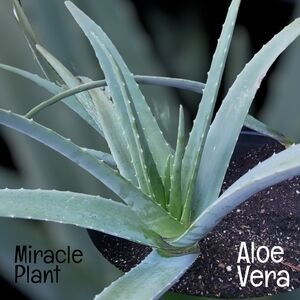 Aloe Vera Starter Plant Outdoor Indoor Home Grown Nature's Miracle Healing Gel